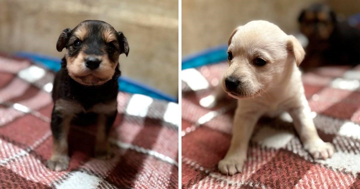 Apel za pomoć: Štencima u Udruzi Šapica ponestaje toplih dekica