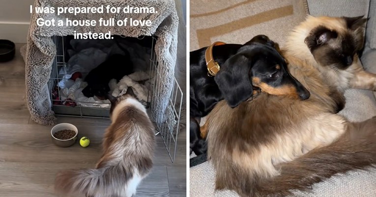 Vlasnica se brinula da mačke neće prihvatiti novog psa, evo što se zapravo dogodilo