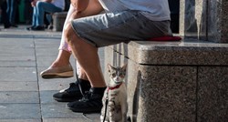 Jedan mačak se posebno sredio za subotnju špicu u Zagrebu