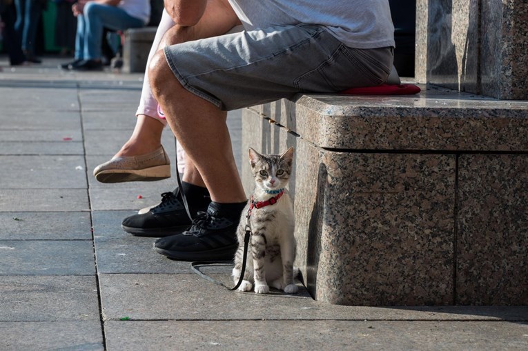 Jedan mačak se posebno sredio za subotnju špicu u Zagrebu