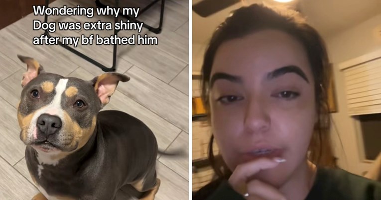 Muškarac okupao psa šamponom za ljudsku kosu, snimka je hit na TikToku