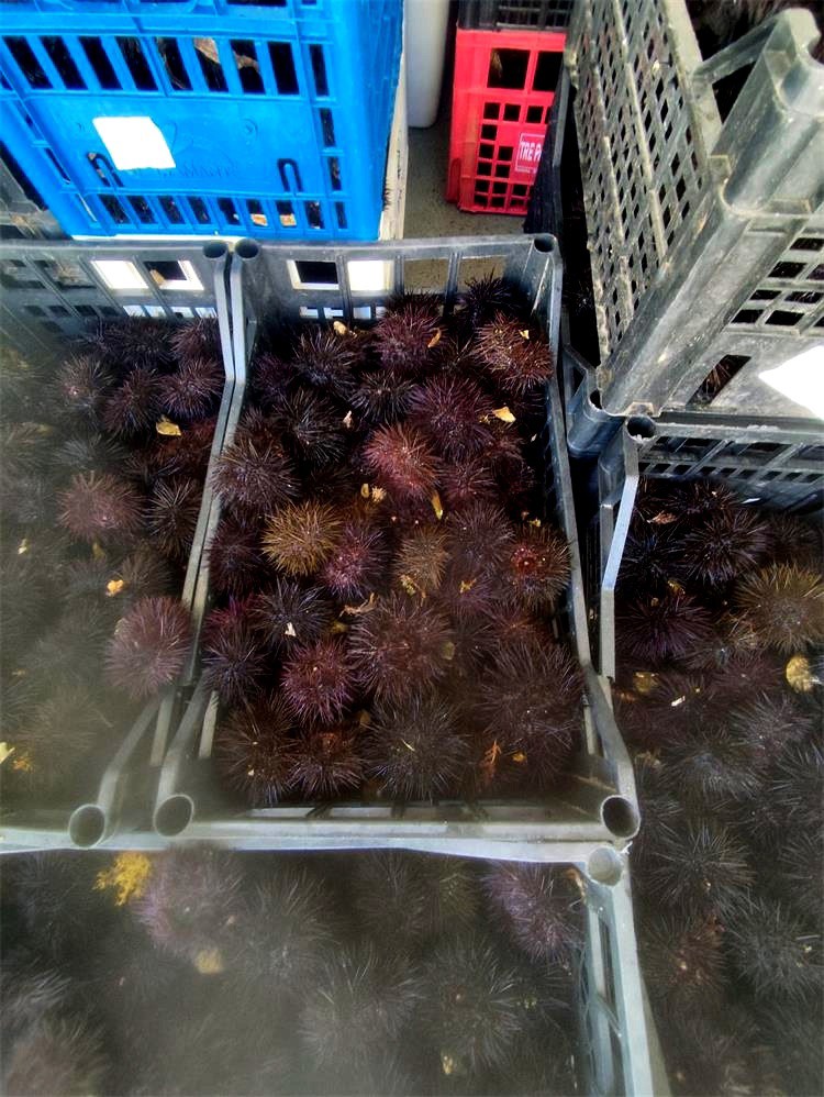 FOTO Talijan u Lici uhvaćen s gotovo 800 kg zaštićenih morskih ježinaca