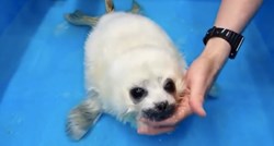 Spašena beba tuljana odradila je prvi sat plivanja. Snimka je preslatka