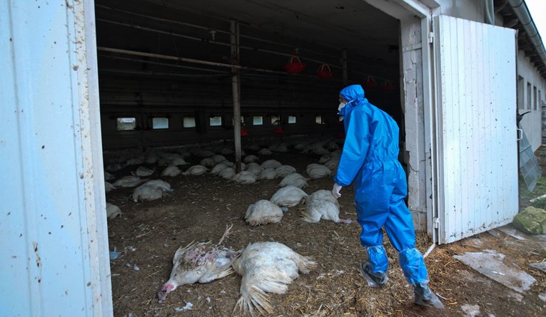 U Mađarskoj izbila ptičja gripa, naređeno masovno klanje peradi