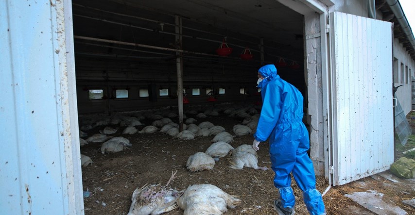 U Mađarskoj izbila ptičja gripa, naređeno masovno klanje peradi