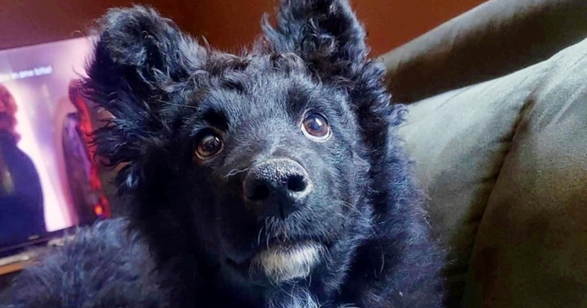 Predivna Agapi traži dom: Aktivna, odana i spremna na zajedničke avanture