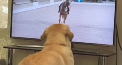 Pas toliko obožava gledati jahanje na Olimpijskim igrama da je počeo imitirati konje