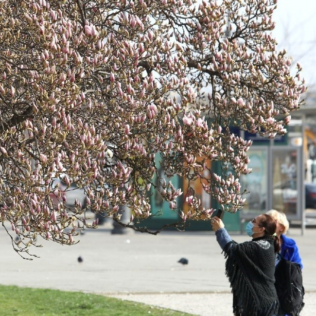 Prvi nagovještaji proljeća: Procvjetalo stablo magnolije na zagrebačkom Tomislavcu