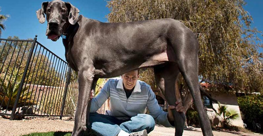 Upoznajte Lizzy i Freedyja, najveće pse na svijetu