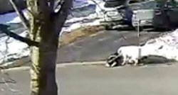 Pas heroj zaustavio promet kako bi netko pomogao vlasnici koja je imala napadaj