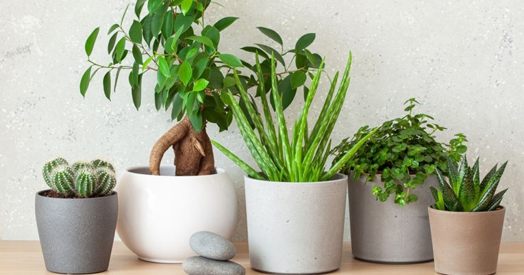 Biljke koje se možda nalaze i u vašem domu, a mogu uzrokovati zdravstvene probleme