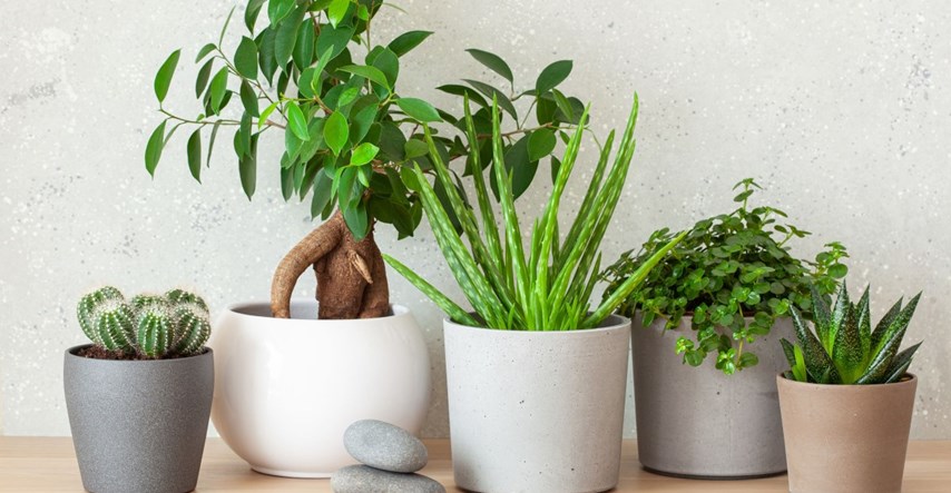 Biljke koje se možda nalaze i u vašem domu, a mogu uzrokovati zdravstvene probleme