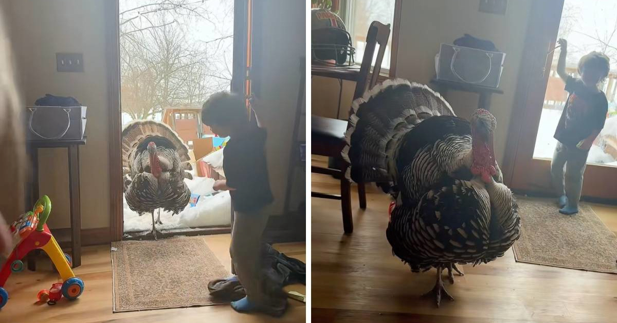 Puran je uvjeren da je pas - ne voli snijeg i ulazi u kuću