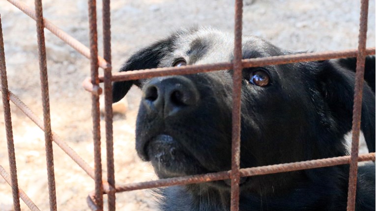 Dumovec upozorava da je preplavljen odbačenim štencima i poziva na udomljavanje