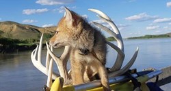 Mladić je na raftingu spasio mladunče kojota od utapanja i poveo ga u avanturu