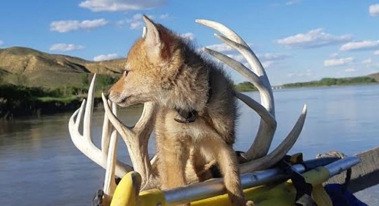 Mladić je na raftingu spasio mladunče kojota od utapanja i poveo ga u avanturu