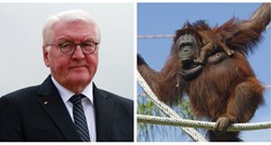 Njemački predsjednik prekinuo izjavu za novinare kako bi se sklonio od orangutana