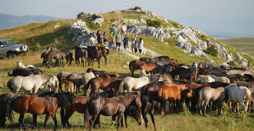 Predivni prizori: Pogledajte krdo predivnih divljih konja u Hercegovini
