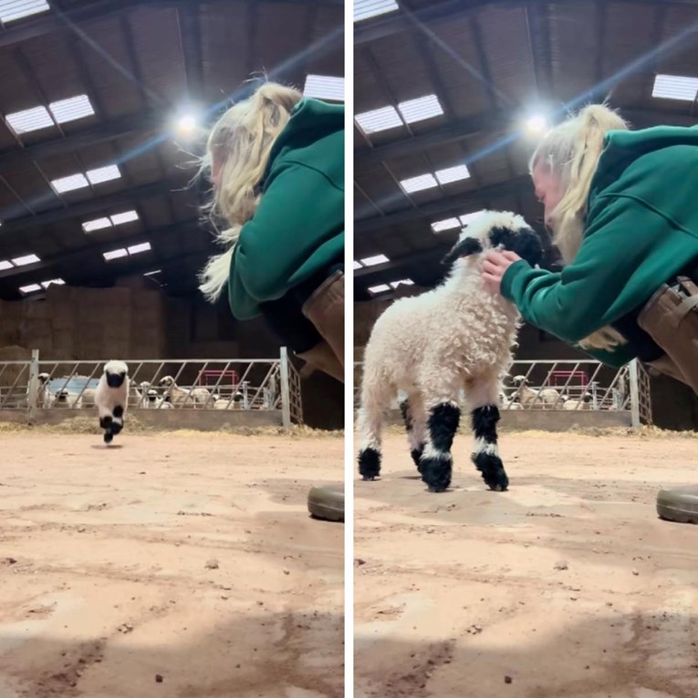 6 milijuna pregleda: Zaigrano janje koje uzbuđeno skakuće oduševilo ljude