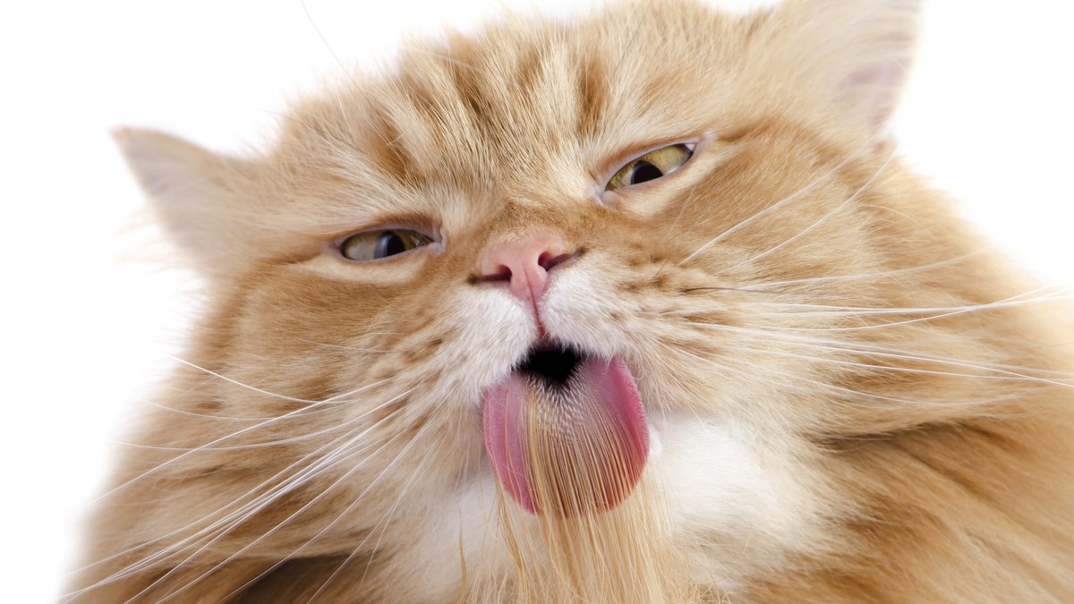 Znate li koliko je mačji jezik poseban i čemu sve služi?