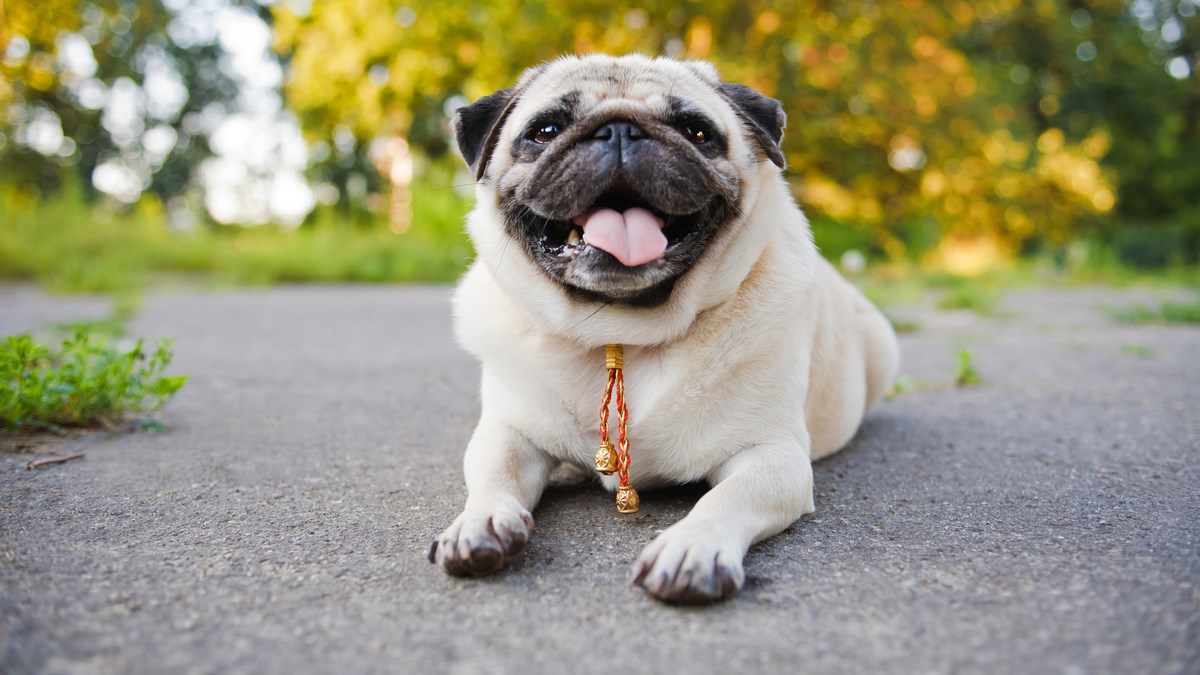 Slatko ili zastrašujuće? Rendgenska snimka mopsa posvađala korisnike interneta