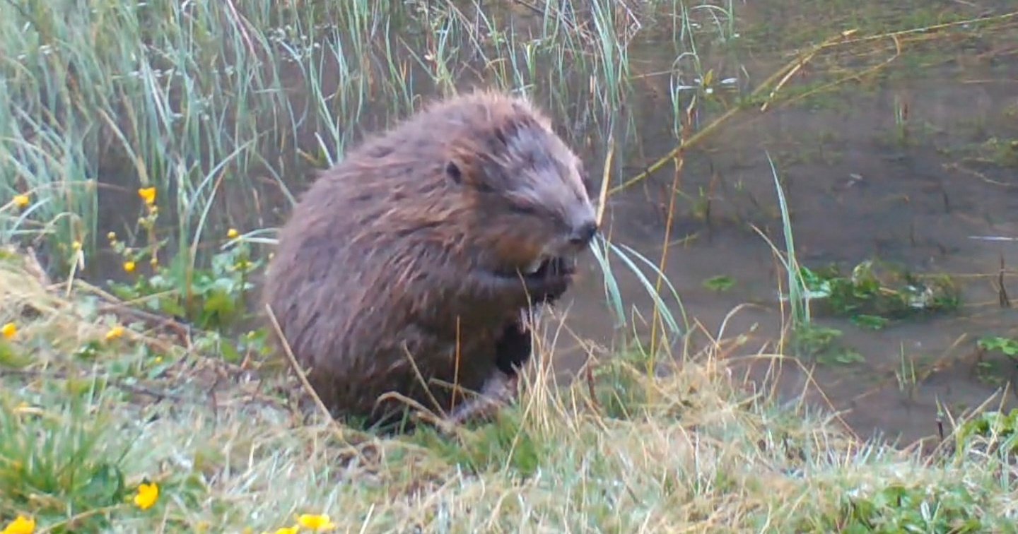 VIDEO Kamera na Plitvičkim jezerima snimila dabra kako chilla 😊