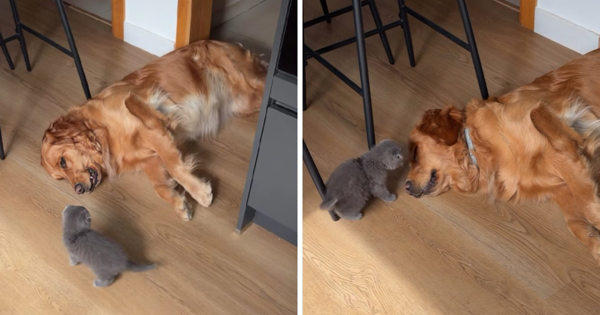 Preslatki mačić "napao" zlatnog retrivera, video je hit