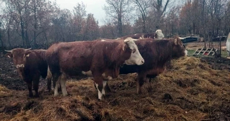 Na Svilaji nestalo pet krava, traže ih već danima. "Zovite policiju ako ih vidite"