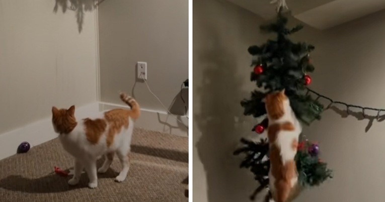 Video je hit: Podigli drvce zbog mačka, ali on je našao način da ga dohvati