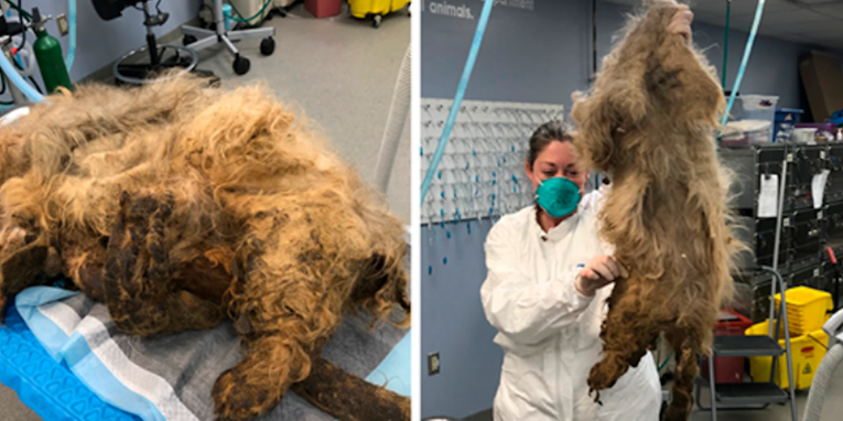 Pas bio nepokretan zbog ogromne dlake, nisu mogli vjerovati što se krije ispod