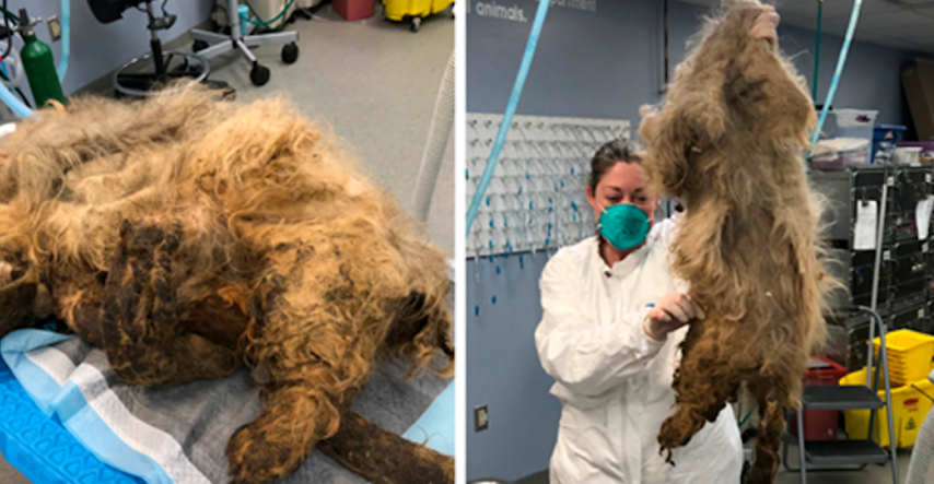 Pas bio nepokretan zbog ogromne dlake, nisu mogli vjerovati što se krije ispod