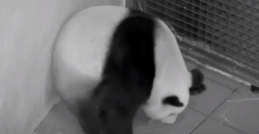 Rijetki blizanci divovske pande rođeni u belgijskom zoološkom vrtu