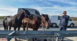 VIDEO Nesreća na autocesti: Konji pobjegli iz kamiona, jedan konj pregažen