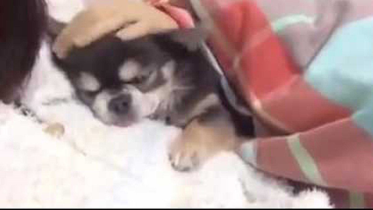 Desetogodišnji pas još uvijek ima isti poseban ritual prije spavanja