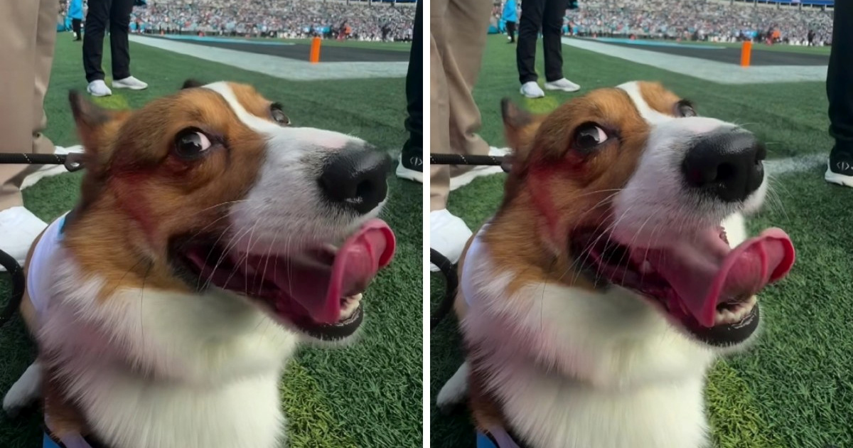 Korgi Elvis ukrao show na utakmici, video je hit