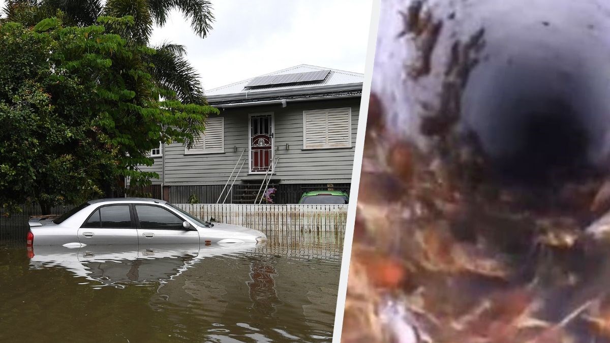 VIDEO Nakon požara, tuče i potopa Australija je pod najezdom žohara