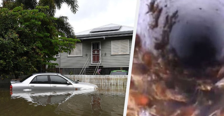 VIDEO Nakon požara, tuče i potopa Australija je pod najezdom žohara