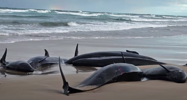 Australija eutanazira crne dupine nasukane na plaži. "Pate, ništa drugo nije uspjelo"