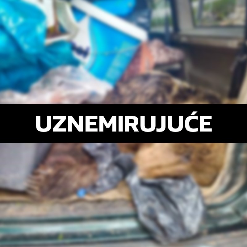 U Gračacu ubili i strpali u gepek smeđeg medvjeda. To je strogo zaštićena vrsta