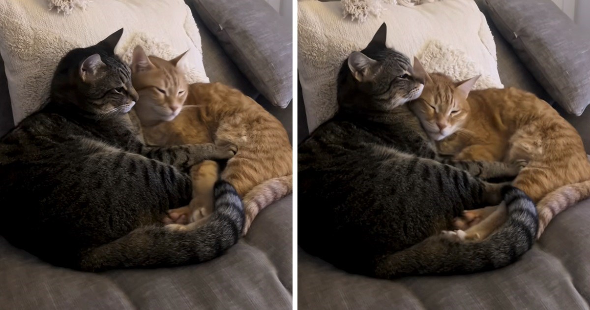 Nerazdvojne mačke koje leže zagrljene izmamit će vam osmijeh na lice