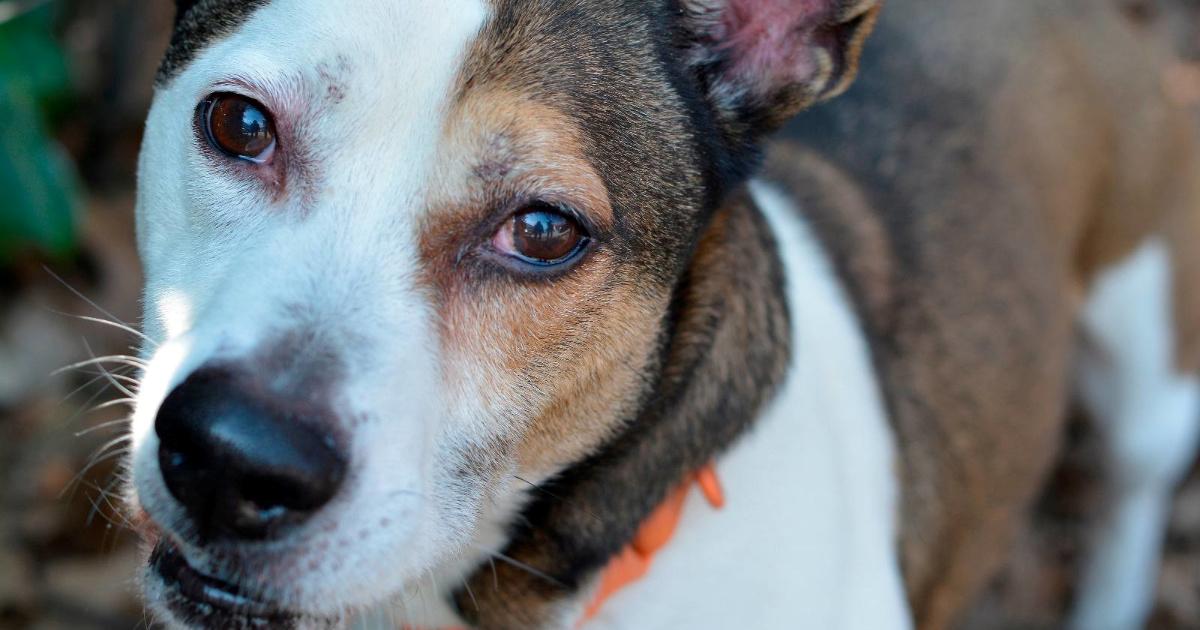 Pronađen je dok je lutao gradom, vlasnici se nisu javili. Boo sada traži novi dom