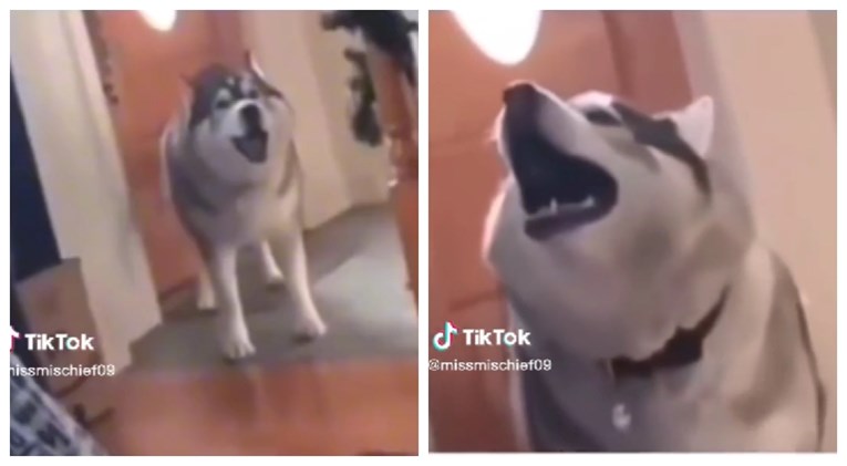 "Dajte ovom psu Grammyja": Ljudi se ne mogu načuditi koliko dobro pjeva ovaj haski