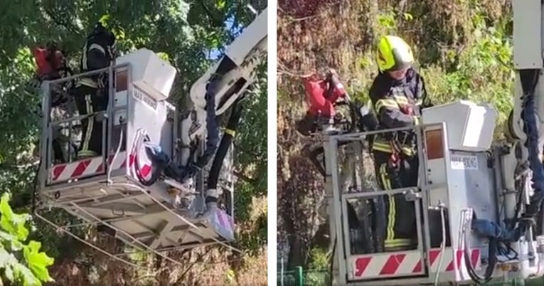 Preplašio se psa: Zagrebački vatrogasci pomogli su spustiti mačka sa stabla