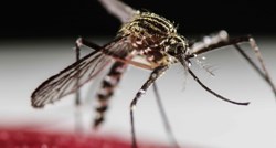 WHO: Komarci koji šire denga groznicu uskoro će doći i u južnu Europu