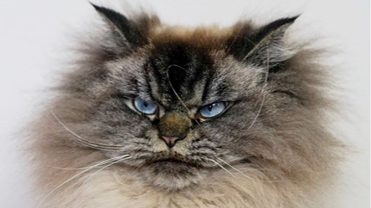Upoznajte Merlina, namrgođenog mačka koji je osvojio Instagram