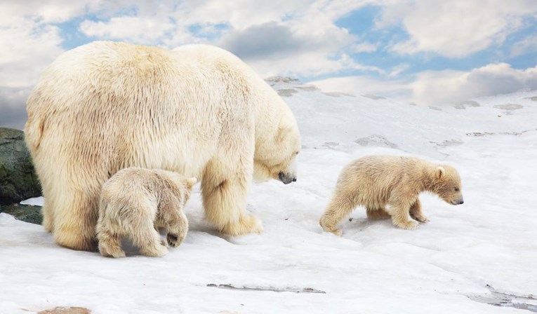 Posljedice klimatskih promjena: Polarni medvjedi mogli bi nestati do 2100.