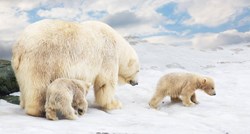 Klimatske promjene: Do 2100. moglo bi nestati polarnih medvjeda
