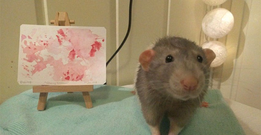 Upoznajte Dariusa, štakora koji je pravi umjetnik i koji će vam uljepšati dan