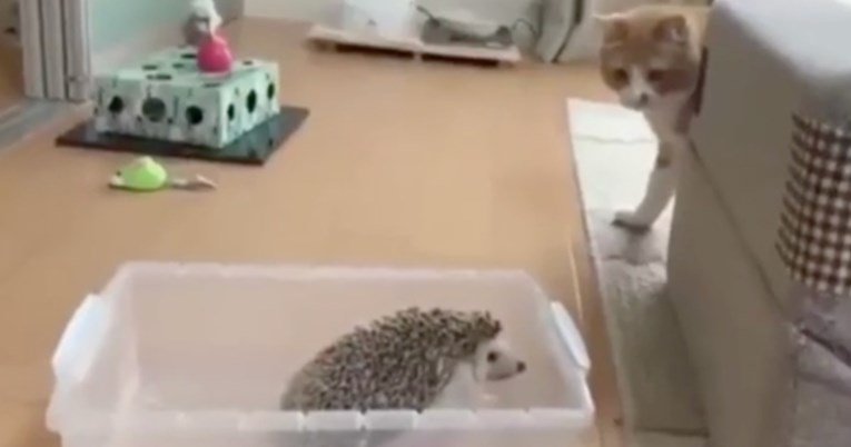 Mačka je na teži način naučila zašto ne bi trebala dirati ježa
