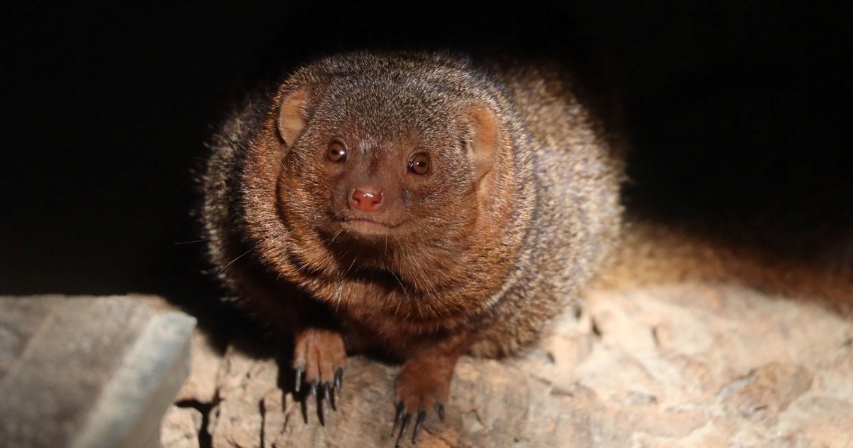 Patuljasti stanovnici ZOO Zagreba koji koriste &quot;babysittere&quot; za &#x10D;uvanje mladunaca